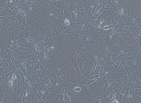 C3H/10T1/2, Clone 8（小鼠胚胎成纤维细胞）