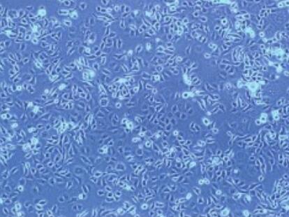 MPC-11（小鼠浆细胞瘤）