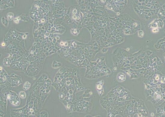MS751（人子宫颈表皮癌细胞）