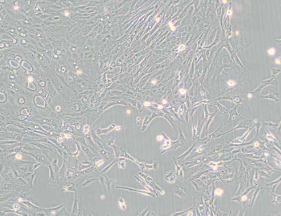 Pt K1 [NBL-3]（袋鼠肾细胞）