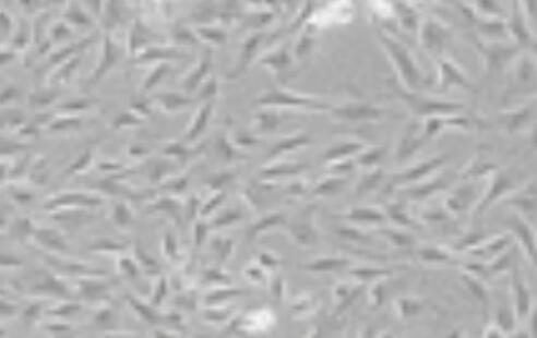 104C1（转化的豚鼠胎体细胞）