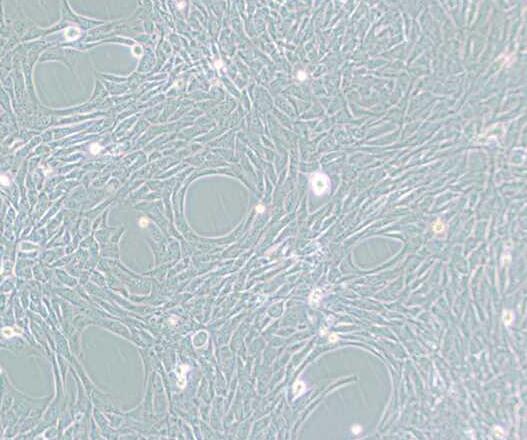 HT22(小鼠海马神经元细胞)
