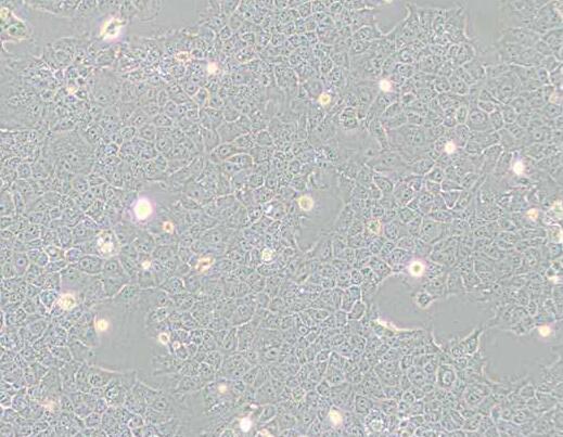 AML-12（小鼠正常肝细胞）