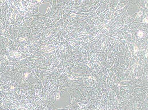 15P-1（小鼠睾丸上皮细胞）