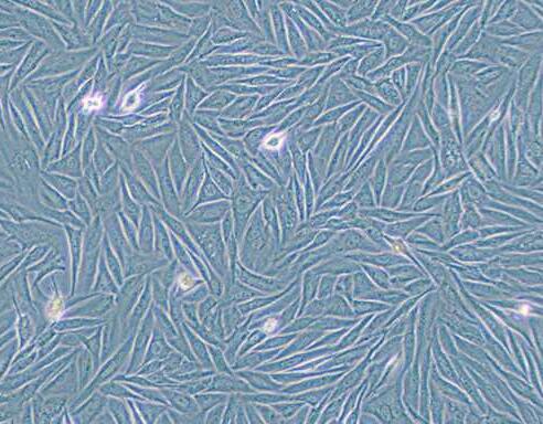 NCI-H1563（人胚肺细胞）