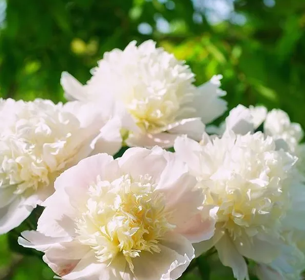 芍药提取物