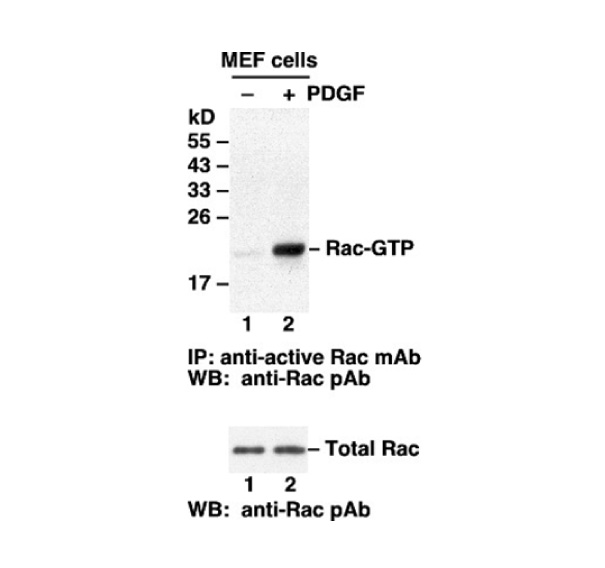 Rac-GTP 小鼠单抗，能识别活性GTP酶的抗体