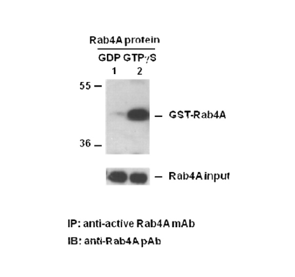 Rab4A-GTP 小鼠单抗