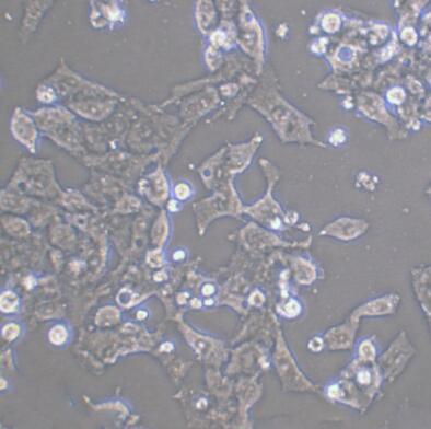 人视网膜Muller细胞