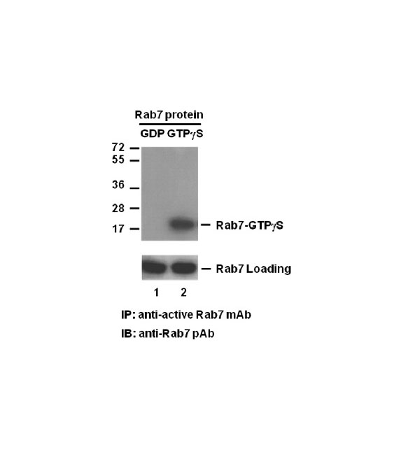 Rab7-GTP 小鼠单抗