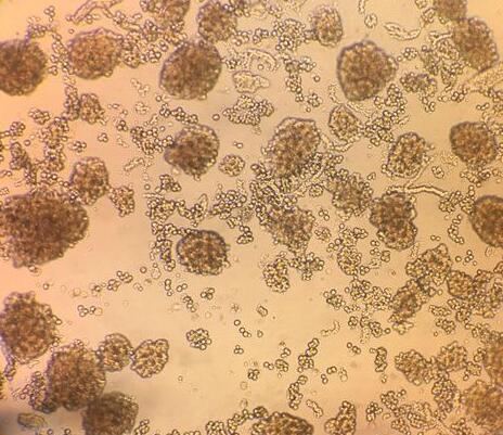 小鼠胰岛细胞