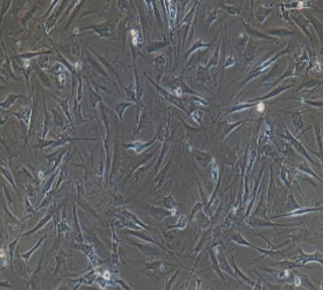 小鼠骨髓基质细胞