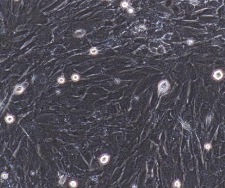 小鼠肠平滑肌细胞