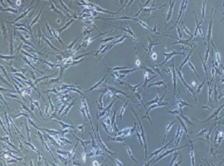 小鼠子宫成纤维细胞
