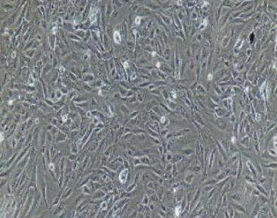 小鼠前列腺上皮细胞