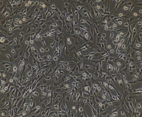 小鼠视网膜色素上皮细胞
