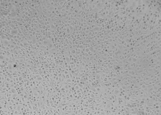 小鼠椎间盘髓核细胞