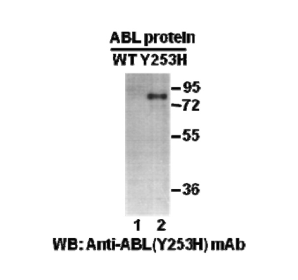 ABL(Y253H) 小鼠单抗