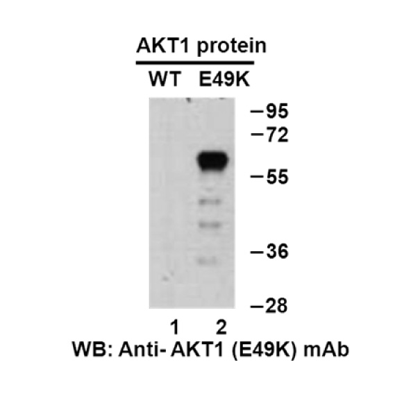 AKT1(E49K) 小鼠单抗