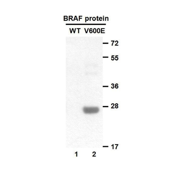 BRAF(V600E) 小鼠单抗