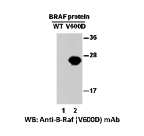 BRAF(V600D) 小鼠单抗