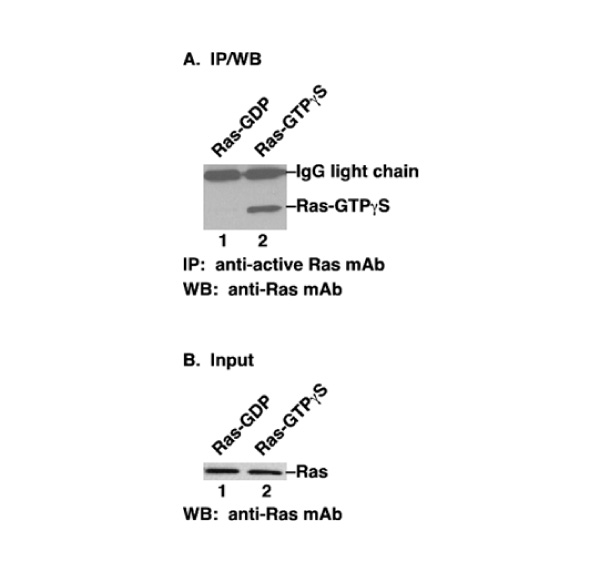 Ras-GTP 小鼠单抗