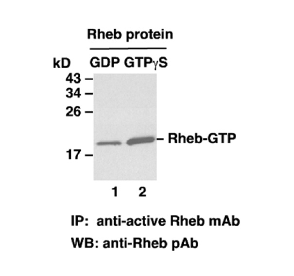 Rheb-GTP 小鼠单抗