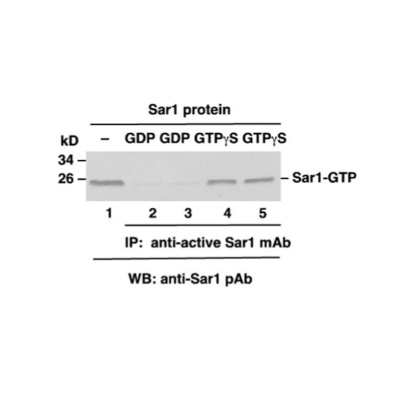 Sar1-GTP 小鼠单抗