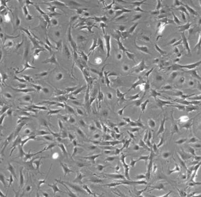 小鼠神经星形胶质细胞