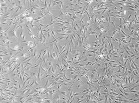 小鼠骨内膜间充质干细胞