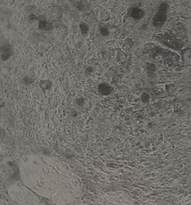 小鼠肌源性干细胞
