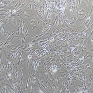 小鼠脉络膜微血管内皮细胞