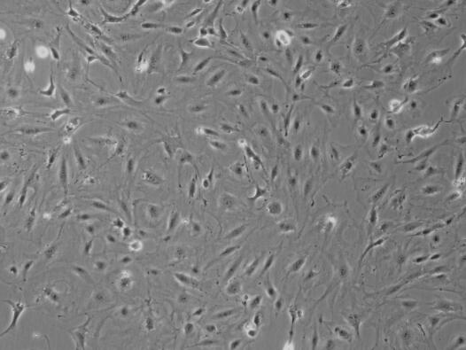小鼠视乳头星形胶质细胞