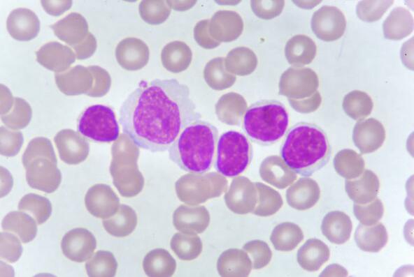 小鼠外周血来源内皮祖细胞