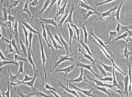 小鼠微血管周细胞