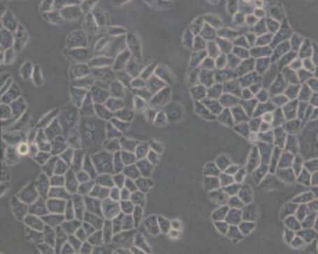 小鼠全骨髓细胞