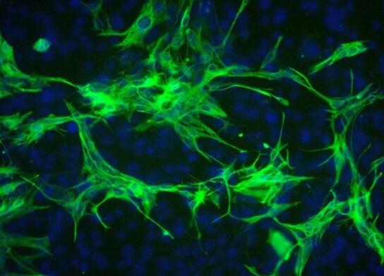 小鼠脊髓星形胶质细胞