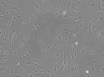 小鼠脑微血管周细胞