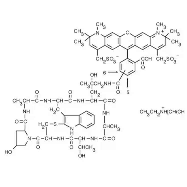 AF594 Phalloidin，鬼笔环肽-AF594标记