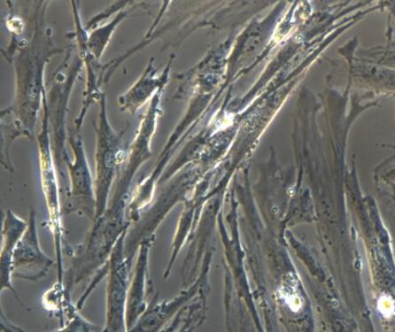 大鼠食管平滑肌细胞