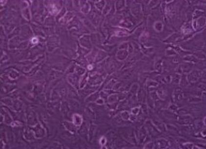 大鼠肾皮质上皮细胞