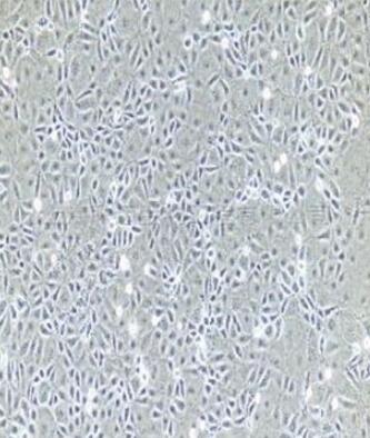大鼠尿道上皮细胞