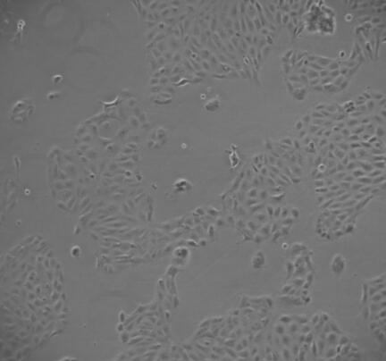 大鼠NG2细胞