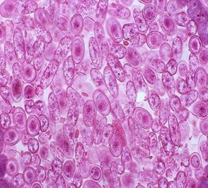 大鼠外周血来源内皮祖细胞