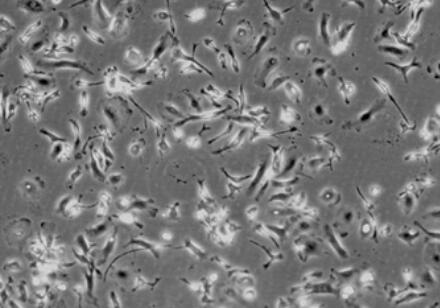 大鼠骨髓来源巨噬细胞
