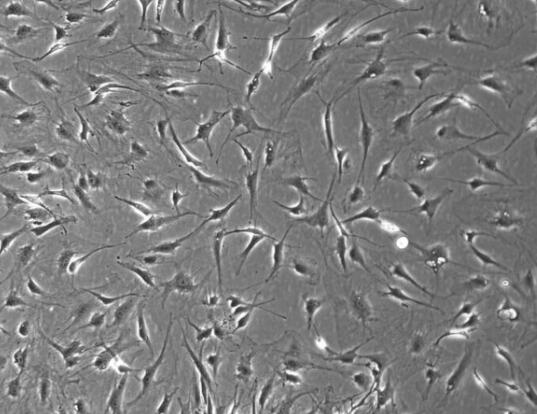 大鼠表皮成纤维细胞