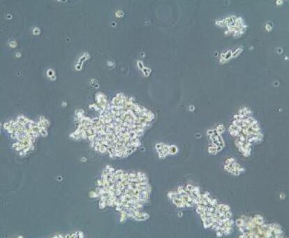 大鼠肺泡巨噬细胞