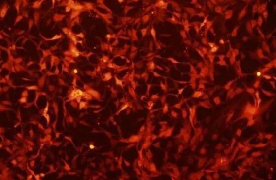 大鼠肌源性干细胞