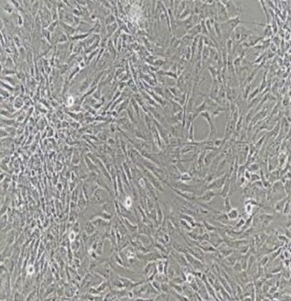 大鼠前列腺成纤维细胞