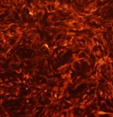 大鼠胎盘绒毛膜滋养层细胞